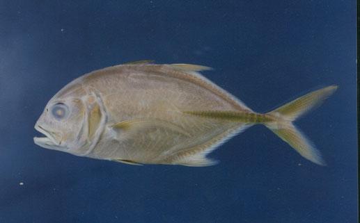 浪人鰺( em Caranx ignobilis  /em )