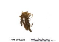 中文名：曲尾蘚 (B000929)學名： em Dicranum scoparium Hedw. /em 