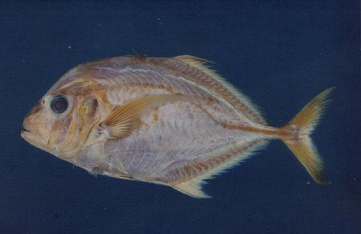 冬瓜鰺( em Carangoides chrysophrys  /em )