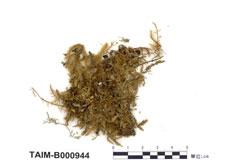 中文名：美綠鋸蘚 (B000944)學名： em Duthiella speciosissima Broth. Ex Card. /em 