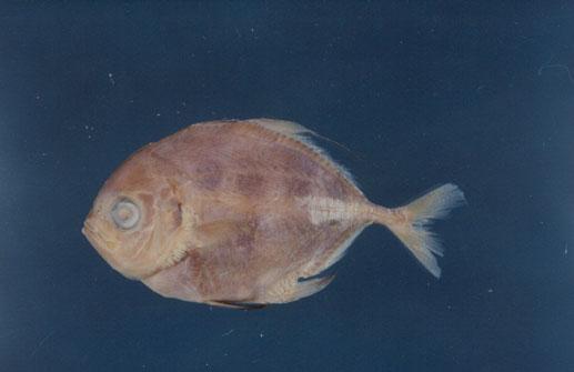 鎧鰺( em Carangoides armatus  /em )