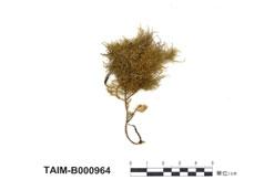 中文名：樹狀美喙蘚 (B000964)學名： em Eurhynchium arbuscula Broth. /em 