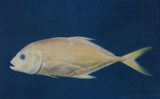 巴布亞鰺( em Caranx papuensis  /em )