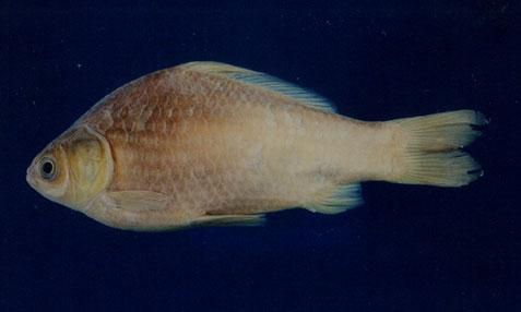 高身鯽( em Carassius cuvieri  /em )
