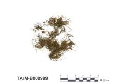 中文名：長肋多枝蘚 (B000989)學名： em Haplohymenium longinerve (Broth.) Broth. /em 