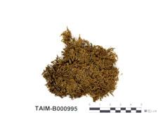 中文名：腐木蘚屬 (B000995)學名： em Heterophyllium brachycarpum (Mitt.) Fleisch. /em 