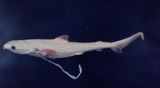 沙拉白眼鮫( em Carcharhinus sorrah /em )