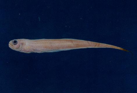 史氏赤刀魚( em Cepola schlegelii  /em )
