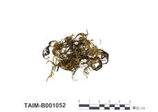 中文名：細枝蔓蘚 (B001052)學名： em Meteorium papillarioides Nog. /em 