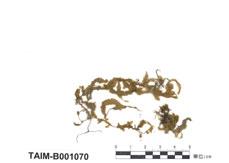中文名：平蘚屬 (B001070)學名： em Neckera tosaensis Broth. /em 