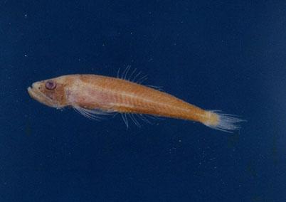 史氏鱷齒魚( em Champsodon snyderi  /em )