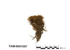 中文名：東亞澤蘚 (B001097)學名： em Philonotis turneriana (Schwaegr.) Mitt. /em 