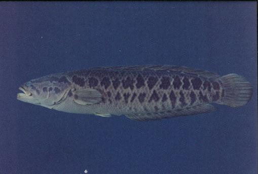 鱧魚( em Channa maculata  /em )