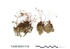 中文名：東亞金發蘚 (B001118)學名： em Pogonatum inflexum (Lindb.) Lac. /em 