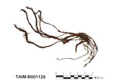中文名：擬大金發蘚 (B001128)學名： em Polytrichum attenuatum Menz. /em 