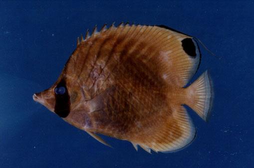 揚旛蝴蝶魚( em Chaetodon auriga  /em )