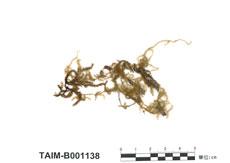 中文名：南亞假懸蘚 (B001138)學名： em Pseudobarbella levieri (Ren. Et Card.) Nog. /em 