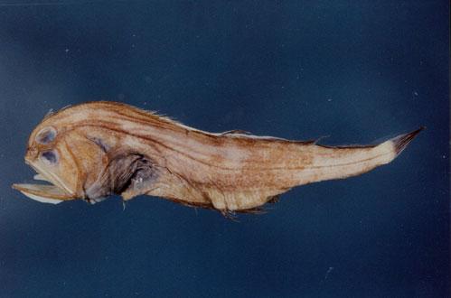 黑大口鲆( em Chascanopsetta lugubris  /em )