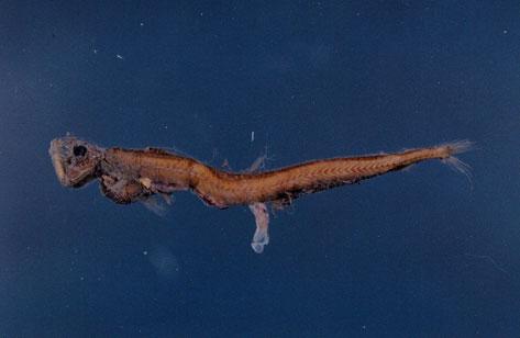 魚奎魚( em Chauliodus sloani  /em )