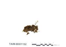 中文名：長柄縮葉蘚 (B001152)學名： em Ptychomitrium longisetum Reim. et Sak. /em 