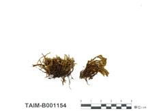 中文名：龍骨砂蘚 (B001154)學名： em Racomitrium carinatum Card. /em 