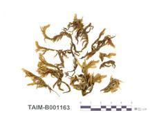 中文名：垂枝蘚 (B001163)學名： em Rhytidium rugosum (Hedw.) Kindb. /em 