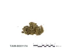 中文名：日本錦蘚 (B001174)學名： em Sematophyllum japonicum (Broth.) Broth. /em 