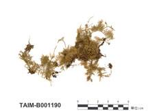中文名：灰羽蘚 (B001190)學名： em Thuidium glaucinum (Mitt.) Jaeg. /em 