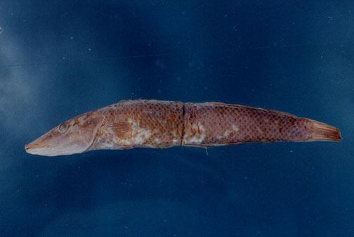 管唇魚( em Cheilio inermis  /em )