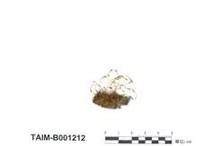 中文名：長蒴蘚屬 (B001212)學名： em Trematodon drepanellus Besch. /em 