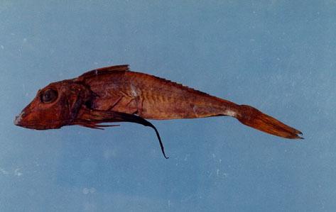 黑角魚( em Chelidonichthys kumu  /em )