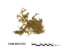 中文名：明葉蘚屬 (B001223)學名： em Vesicularia japonica Broth. /em 