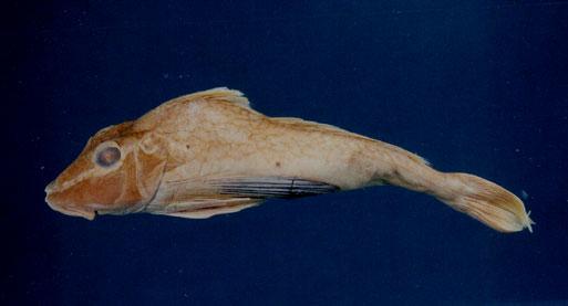 黑角魚( em Chelidonichthys kumu  /em )