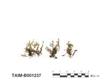 中文名：樹雉尾蘚 (B001237)學名： em Dendrocyathophorum paradoxum (Broth.) Dixon. /em 
