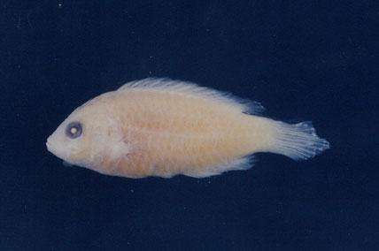 雙斑唇魚( em Oxycheilinus bimaculatus  /em )