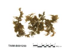 中文名：塔蘚 (B001250)學名： em Hylocomium proliferum (Brid.) Lindb. /em 