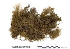 中文名：塔蘚 (B001253)學名： em Hylocomium splendens (Hedw.) B. S. G. /em 