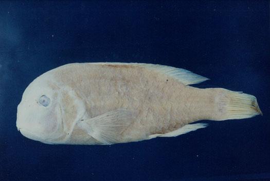 楔斑豬齒魚( em Choerodon anchorago  /em )