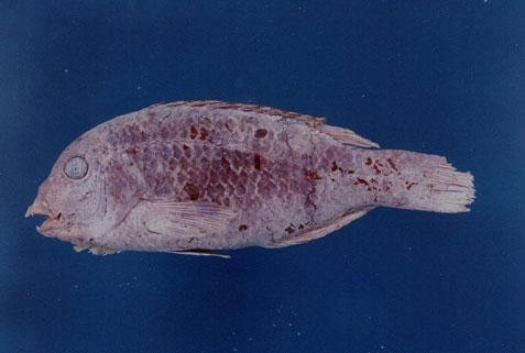 楔斑豬齒魚( em Choerodon anchorago  /em )