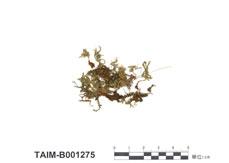 中文名：東亞孔雀蘚 (B001275)學名： em Hypopterygium japonicum Mitt. /em 