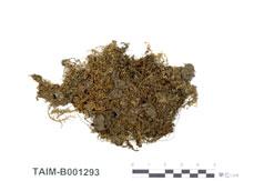 中文名：側枝提燈蘚 (B001293)學名： em Mnium maximoviczii Lindb. /em 