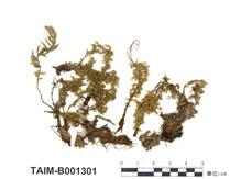 中文名：提燈蘚屬 (B001301)學名： em Mnium speciosum Mitt. /em 