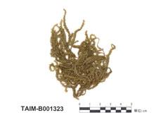 中文名：圓葉平灰蘚 (B001323)學名： em Platyhypnidium rusciforme  Fleisch. /em 