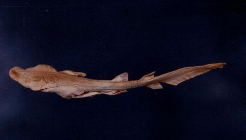 鏽鬚鮫( em Nebrius ferrugineus  /em )