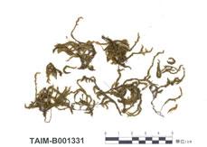 中文名：(黃砂蘚)叢枝砂蘚黃色變種 (B001331)學名： em Racomitrium anomodontoides Card. /em 