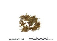 中文名：毛尖卷柏蘚 (B001334)學名： em Racopilum aristatum Mitt. /em 