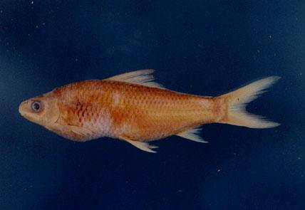 鯁魚( em Cirrhinus chinensis  /em )