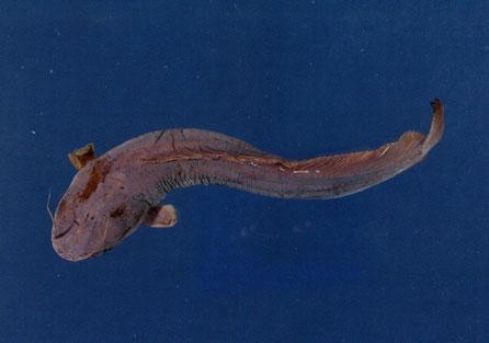 鬍子鯰( em Clarias fuscus  /em )