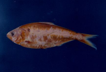 盾齒鰶( em Clupanodon thrissa  /em )