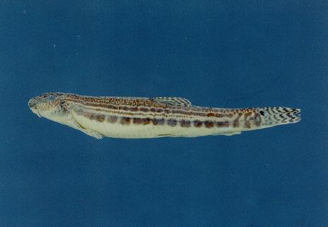 中華鰍( em Cobitis sinensis /em )